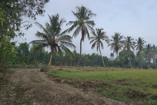 cocunut field at Belthur