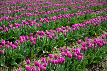 Tulip Field in Purple