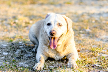 Cute dog, labrador retriever outdoors