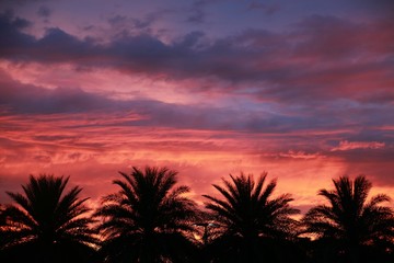 Fototapeta na wymiar Red and Blue Clouds against Purple Sky over Four Palm Trees After Sunset