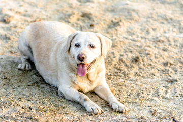 Happy dog, labrador retriever lying on sand