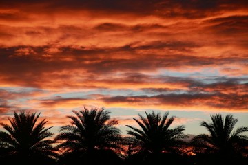 Reddish Orange Clouds over Four Palm Trees after Sunset