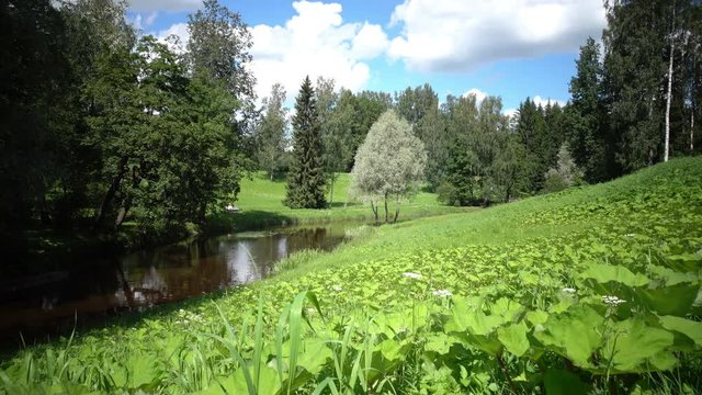 The camera moves to a grass dale in the foreground growing on the river bank in sunny summer day