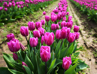 Purplish Pink Tulips in Skagit Valley