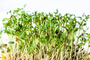 Fresh green sprouts for salad, superfood diet and healthy eating concept