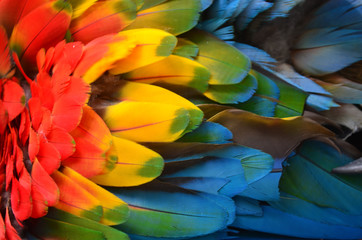 Colorful plumage of a Macaw in the Amazon rainforest