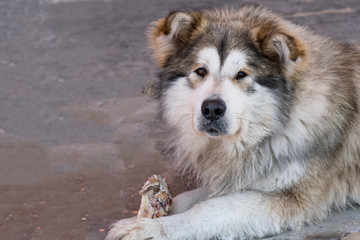 Portrait of lying big dog of a mongrel