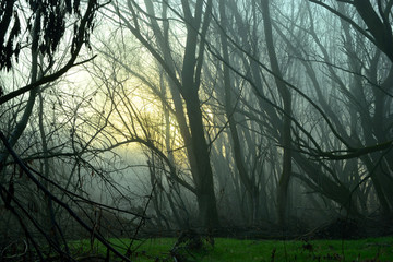 Obraz premium Spring fog in forest