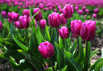 Glowing Pink Tulips in Field