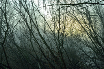 Spring fog in forest
