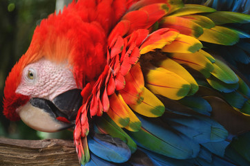 Fototapeta premium Colorful plumage of a Macaw in the Amazon rainforest