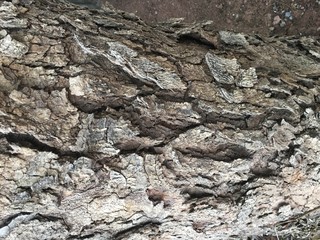 Background of tree bark in drought.