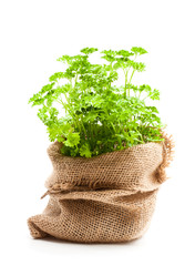 Curly  parsley herbs in sackcloth bag isolated on white background