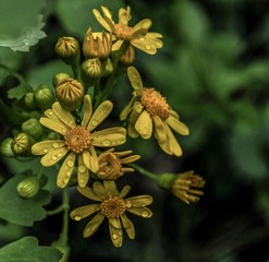 Yellow flower with rain drops