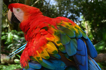 Colorful plumage of a Macaw in the Amazon rainforest