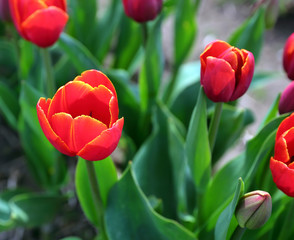 Red and Yellow Tulips