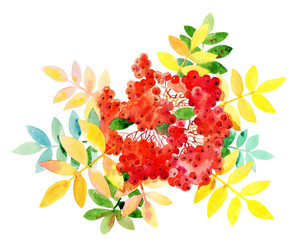 bunches of rowan on white background, watercolor illustration.