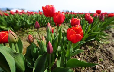 Obraz premium Tulip Buds and Blossoms