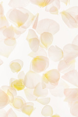 petals background closeup