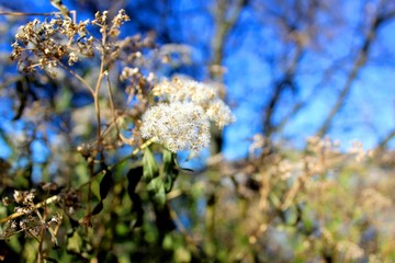 Autumn Plants