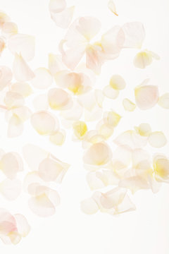 petals background closeup