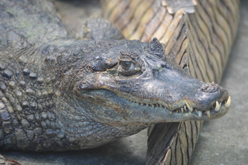 A Caiman relaxes on the banks of the river Amazon near Iquitos, Peru