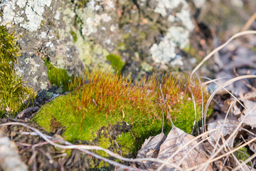 Moss on the birch. Moss close-up.