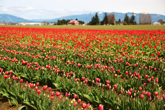Budding Red Tulips in Rural Field