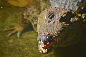 A Caiman relaxes on the banks of the river Amazon near Iquitos, Peru