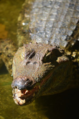 A Caiman relaxes on the banks of the river Amazon near Iquitos, Peru
