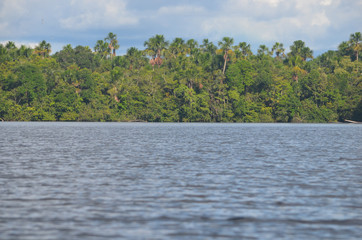 Landscape of the treeline of the Amazon rainforest, from the Amazon river near Iquitos, Peru.