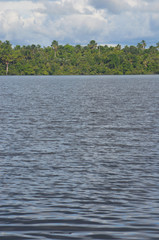 Landscape of the treeline of the Amazon rainforest, from the Amazon river near Iquitos, Peru.
