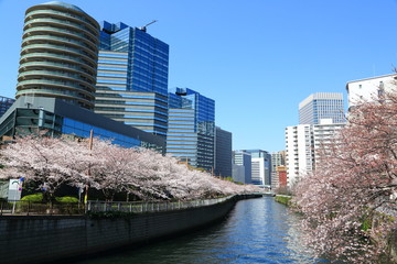 目黒区大崎の桜並木