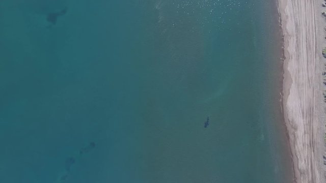 Whale Shark (rhincodon typus), the biggest fish in the ocean, a huge gentle plankton filterer giant,  swimming near the surface. La Paz Baja California sur, Mexico.