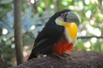 A Toco Toucan, in the Parque das Aves at Iguazu Falls, Brazil