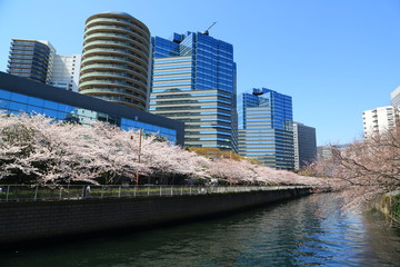 大崎副都心に咲く桜
