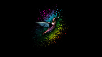colorful humming bird
