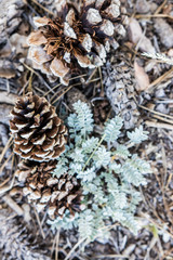 arizona grand canyon nature 