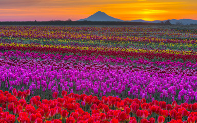 Obrazy na Szkle  Kwiatowy Kaptur - Tulipany i Mt. kaptur