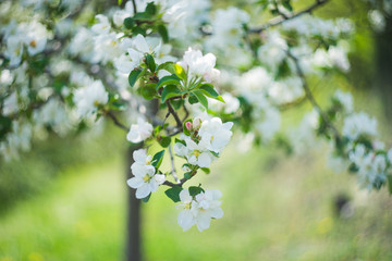 Blooming apple tree