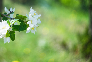 Blooming apple tree