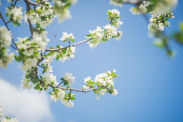 Blooming apple tree