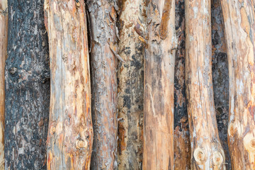 Obraz premium The texture of the logs. Background of logs. Background wood. Many wooden logs.