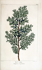 illustration of Plant
