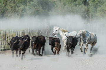 Camargue Cowboys, riding on beautiful Camargue white horses, southern France. - obrazy, fototapety, plakaty