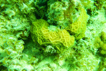 Green coral underwater close