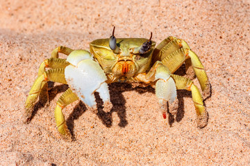 Close-up yellow crab on sand