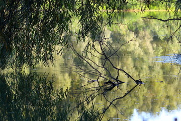 Driftwood (log, snag) stuck in shallow water oт tributary of Danube river beneath the branches of...