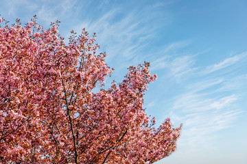 Sakura flowers blooming. Beautiful pink cherry blossom