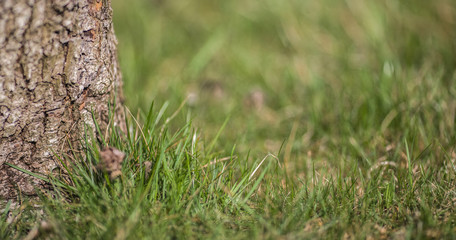 The tree trunk basis with a grass